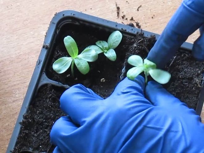 Пикировка цинии Пикировка цинии