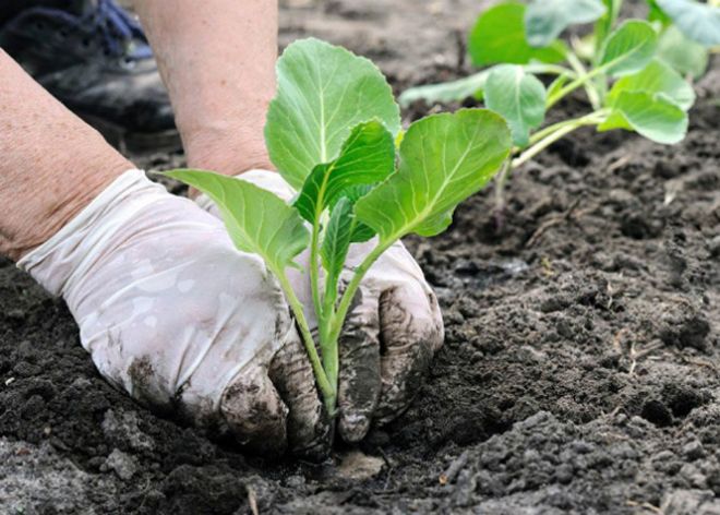 посадка посадка