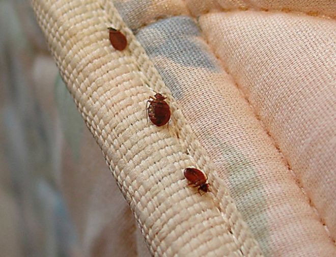 постельные клопы как обнаружить постельные клопы как обнаружить