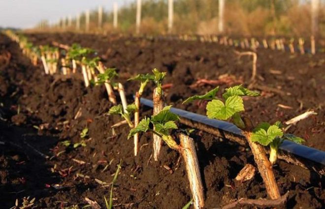 размножение крыжовника весной размножение крыжовника весной