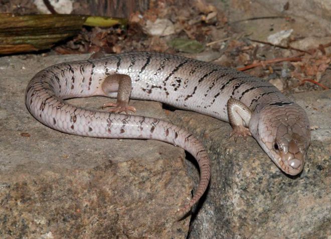 розовоязыкий сцинк розовоязыкий сцинк