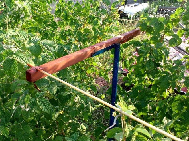 шпалера для малины своими руками Т образная шпалера для малины своими руками Т образная