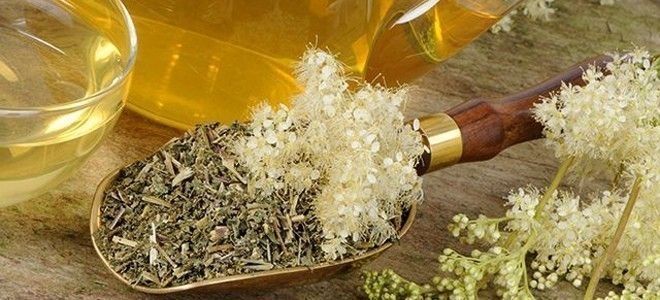 таволга от герпеса таволга от герпеса