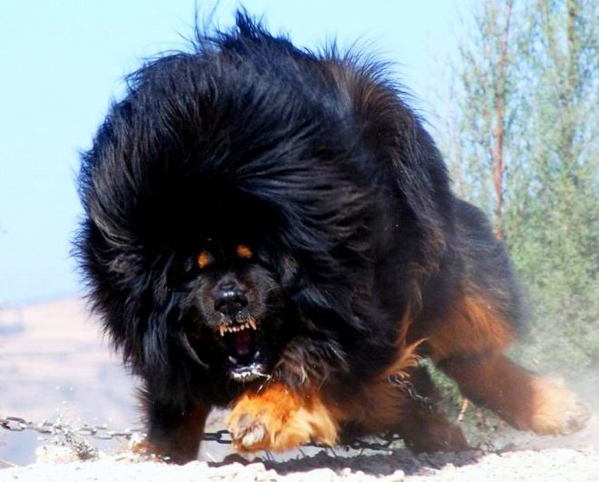 тибетский мастиф как охранник тибетский мастиф как охранник