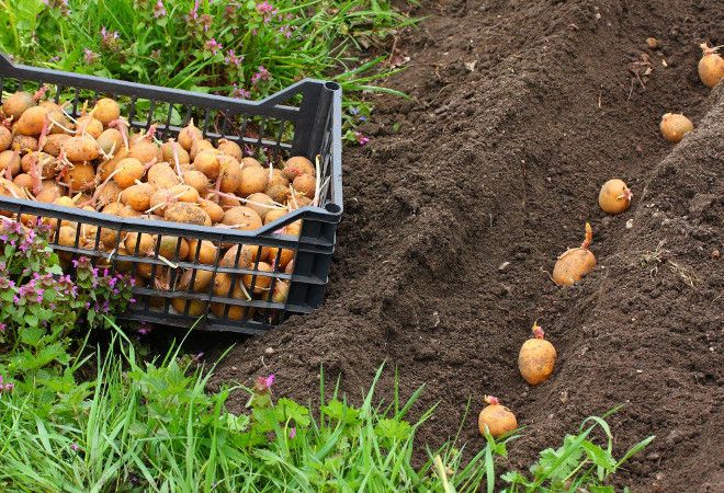 выращивание в открытом грунте выращивание в открытом грунте