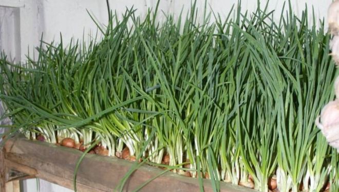 чем подкормить лук на подоконнике чем подкормить лук на подоконнике