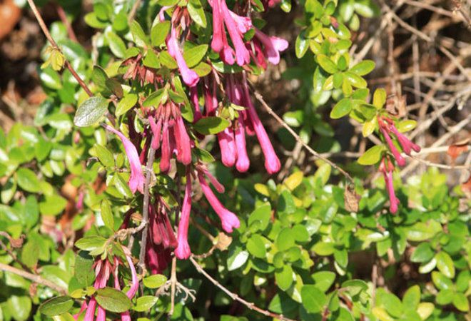 флоринбунда флоринбунда