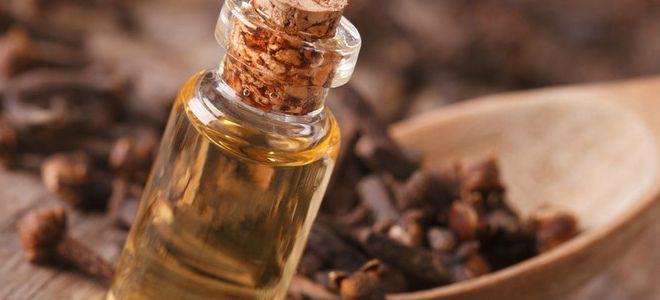 гвоздика от сахарного диабета гвоздика от сахарного диабета