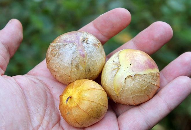 королек королек