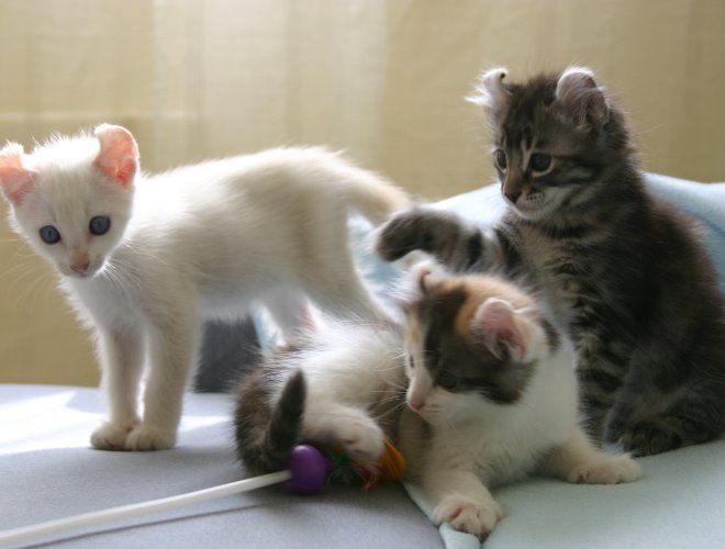 котята керла котята керла