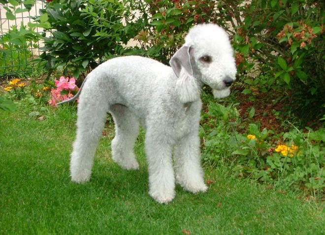 порода бедлигтон терьер уход порода бедлигтон терьер уход