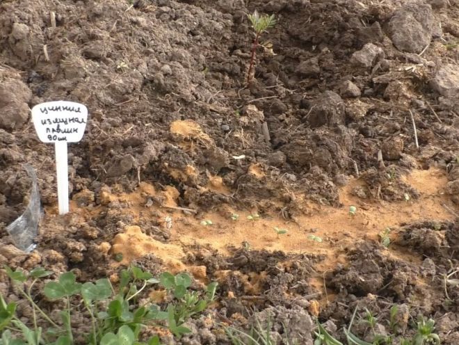 Посадка цинии в открытый грунт семенами Посадка цинии в открытый грунт семенами