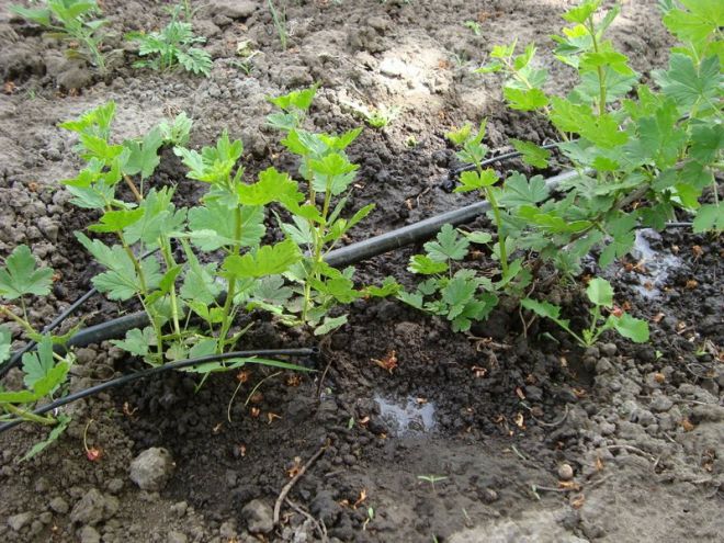 размножение крыжовника летом размножение крыжовника летом