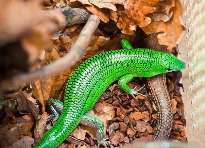 смарагдовый сцинк смарагдовый сцинк