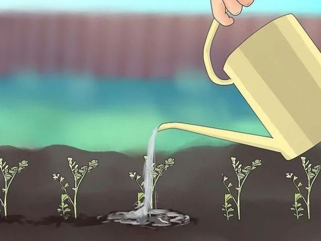 Турецкий горох полив Турецкий горох полив