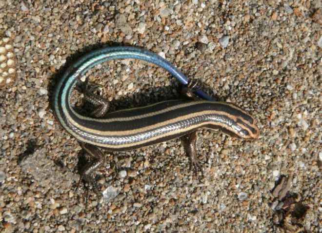 дальневосточный сцинк дальневосточный сцинк