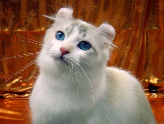 голубоглазый керл голубоглазый керл