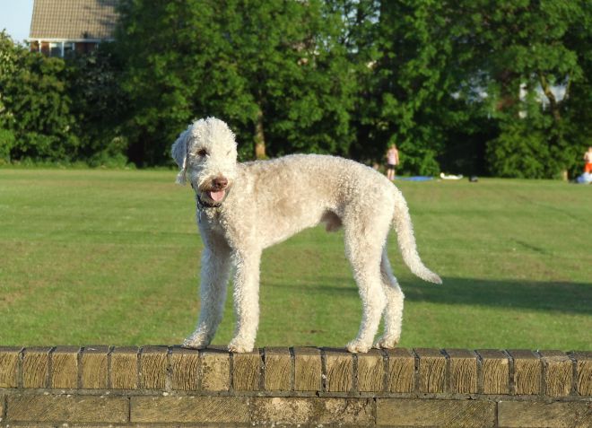 как кормить бедлигтон терьера как кормить бедлигтон терьера