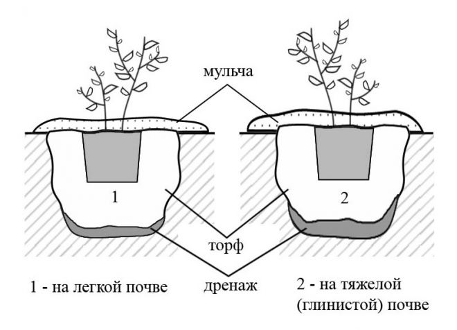 как посадить садовую голубику как посадить садовую голубику