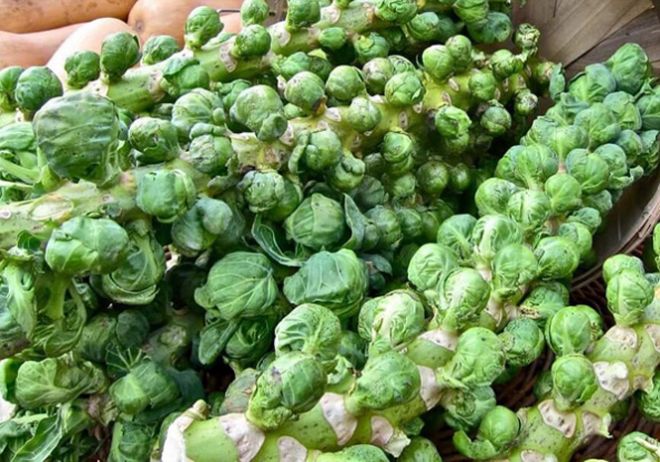 надо ли окучивать надо ли окучивать