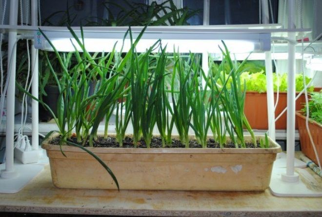 освещение лука на подоконнике освещение лука на подоконнике