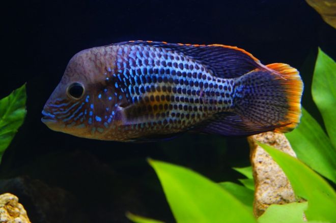 рыбы акары болезни рыбы акары болезни