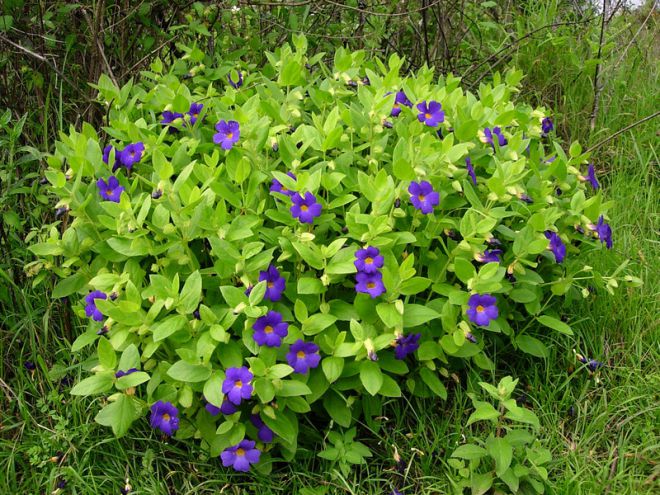 тунбергия натальская тунбергия натальская