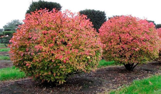условия выращивания бересклета крылатого условия выращивания бересклета крылатого