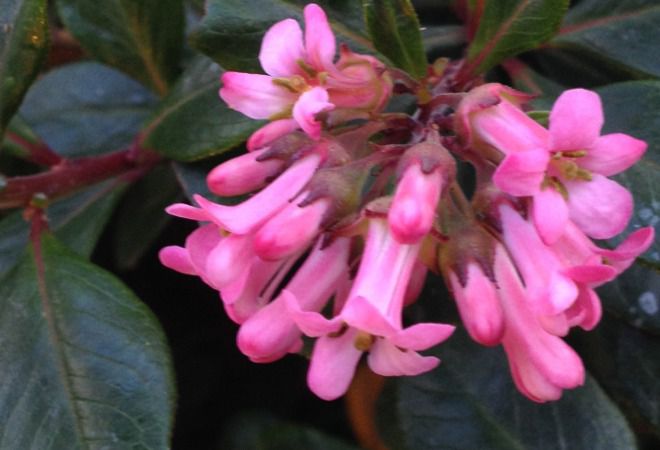 выращивание выращивание