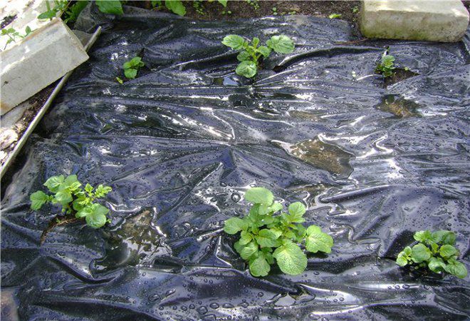 выращивание под пленкой выращивание под пленкой