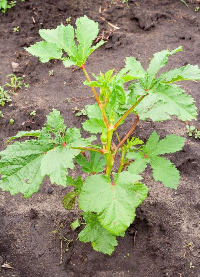 бамия выращивание бамия выращивание