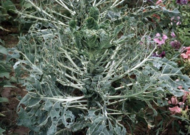 болезни и вредители болезни и вредители