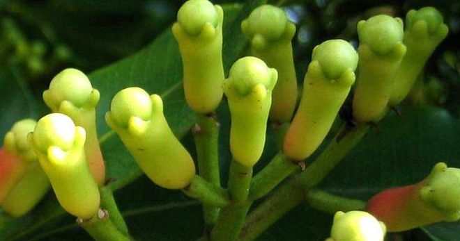 как выглядит гвоздика как выглядит гвоздика