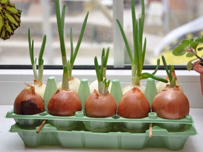 как вырастить лук на подоконнике в воде как вырастить лук на подоконнике в воде