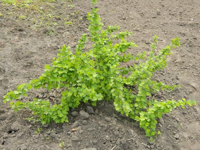 крыжовник уход после размножения крыжовник уход после размножения