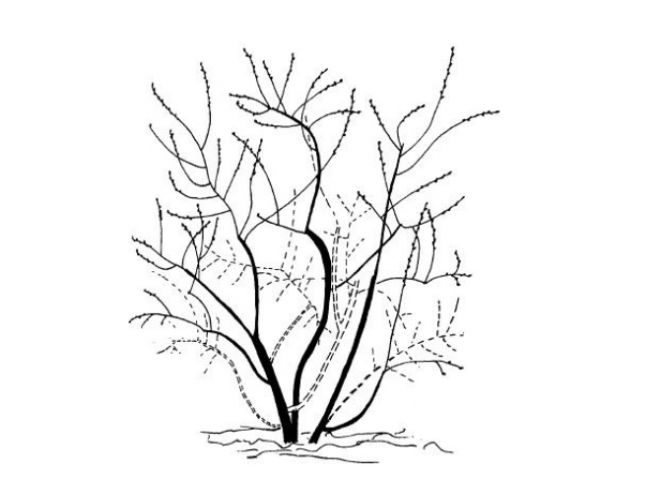 обрезка садовой голубики обрезка садовой голубики