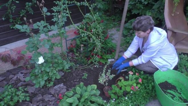 посадка бересклета крылатого посадка бересклета крылатого