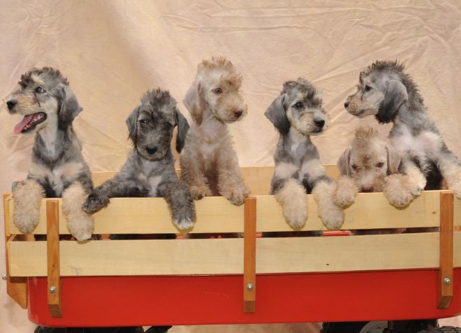 щенок бедлигтон терьера особенности ухода щенок бедлигтон терьера особенности ухода