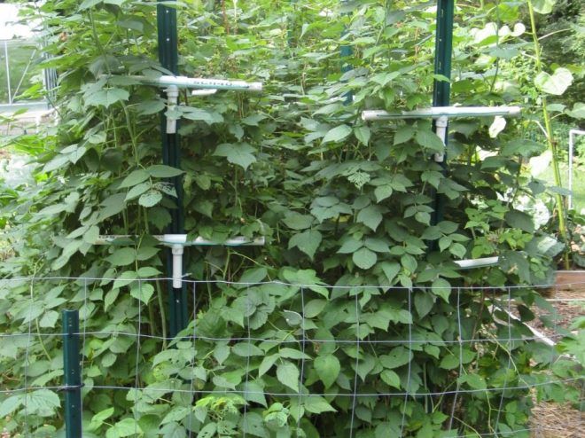 шпалера для малины из пластиковых труб шпалера для малины из пластиковых труб