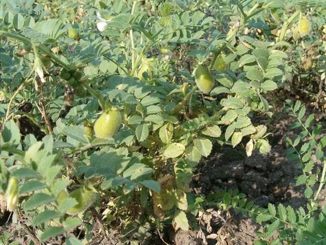 Турецкий горох уход Турецкий горох уход