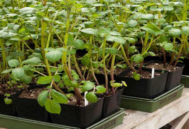 выращивание из семян выращивание из семян