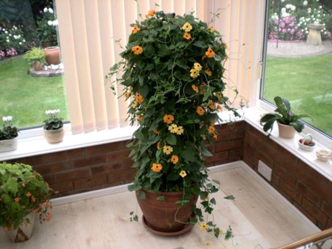 черенкование тунбергии черенкование тунбергии