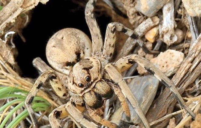 где обитает паук тарантул где обитает паук тарантул