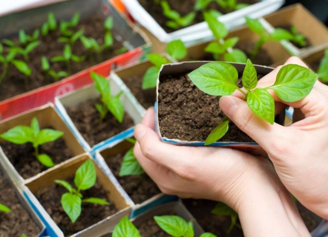 как растет бамия как растет бамия