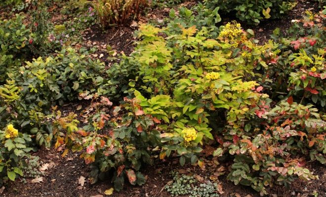 магония падуболистная размножение магония падуболистная размножение