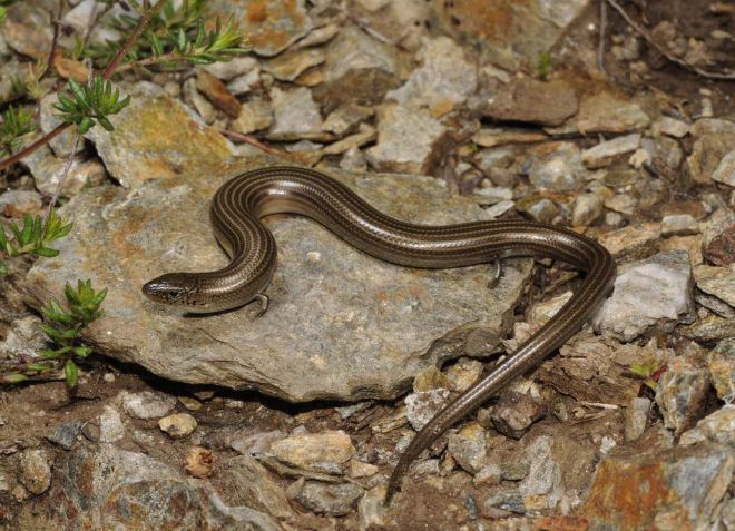 трехпалый сцин трехпалый сцин