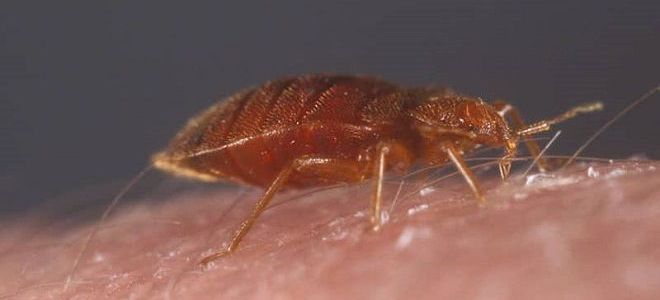 укус домашнего клопа укус домашнего клопа