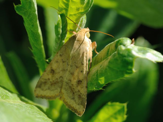 Выращивание нута болезни и вредители Выращивание нута болезни и вредители