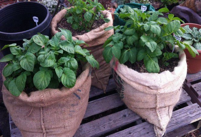 выращивание в мешках выращивание в мешках