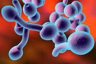 Кандидоз под микроскопом Candida Albicans